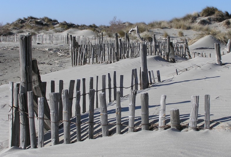 camargue